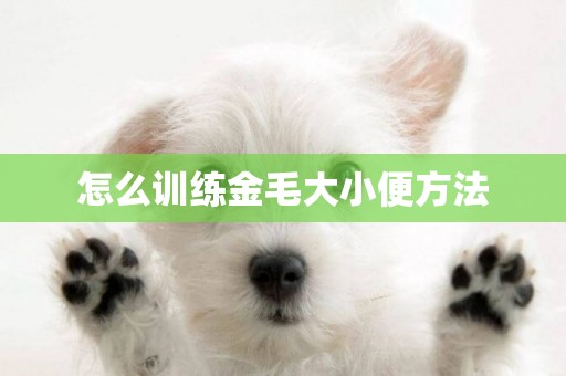 怎么訓練金毛大小便方法