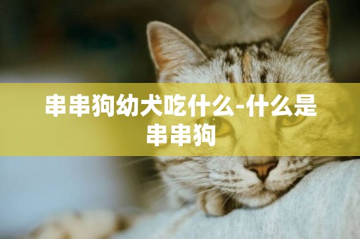 串串狗幼犬吃什么-什么是串串狗