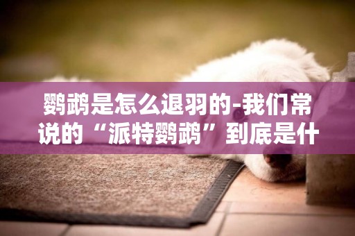 鸚鵡是怎么退羽的-我們常說的“派特鸚鵡”到底是什么意思