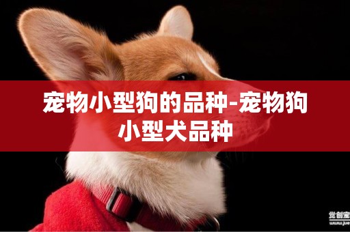 寵物小型狗的品種-寵物狗小型犬品種