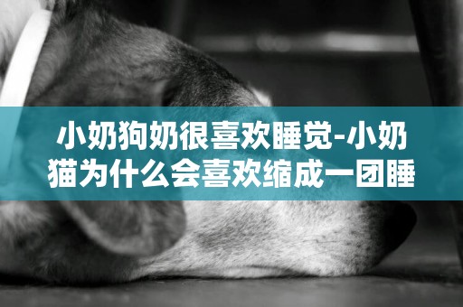 小奶狗奶很喜歡睡覺-小奶貓為什么會喜歡縮成一團睡覺