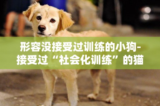 形容沒接受過訓練的小狗-接受過“社會化訓練”的貓咪更容易與人相處