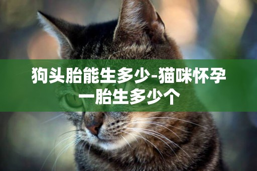 狗頭胎能生多少-貓咪懷孕一胎生多少個