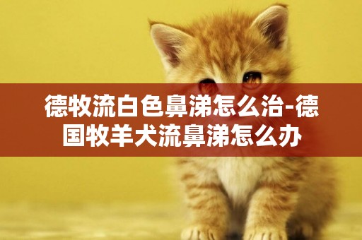 德牧流白色鼻涕怎么治-德國牧羊犬流鼻涕怎么辦