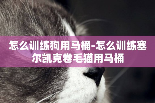 怎么訓練狗用馬桶-怎么訓練塞爾凱克卷毛貓用馬桶