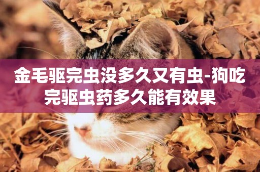 金毛驅完蟲沒多久又有蟲-狗吃完驅蟲藥多久能有效果