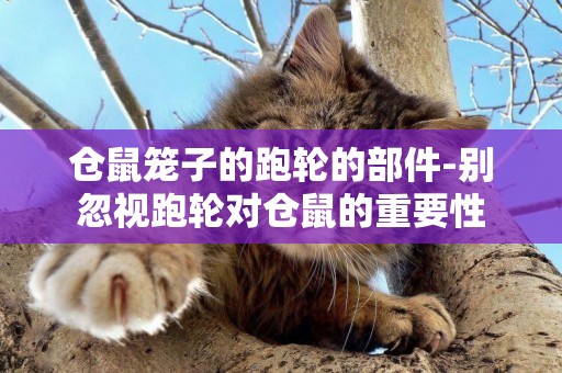 倉鼠籠子的跑輪的部件-別忽視跑輪對倉鼠的重要性