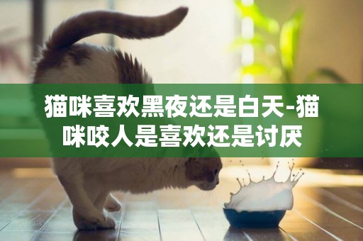 貓咪喜歡黑夜還是白天-貓咪咬人是喜歡還是討厭