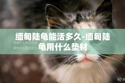 緬甸陸龜能活多久-緬甸陸龜用什么墊材