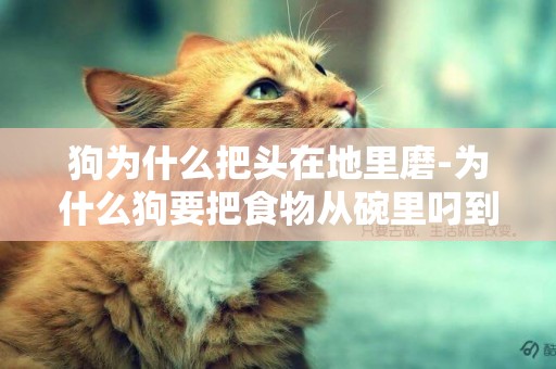 狗為什么把頭在地里磨-為什么狗要把食物從碗里叼到地上