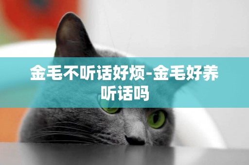 金毛不聽話好煩-金毛好養聽話嗎