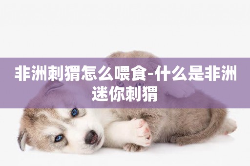 非洲刺猬怎么喂食-什么是非洲迷你刺猬