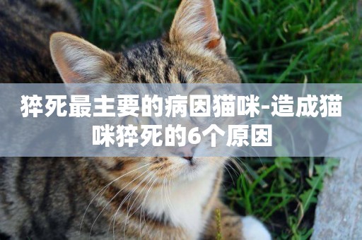 猝死最主要的病因貓咪-造成貓咪猝死的6個原因