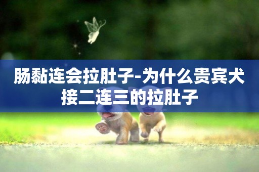 腸黏連會拉肚子-為什么貴賓犬接二連三的拉肚子