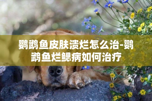 鸚鵡魚皮膚潰爛怎么治-鸚鵡魚爛鰓病如何治療