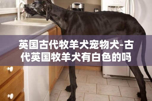 英國古代牧羊犬寵物犬-古代英國牧羊犬有白色的嗎