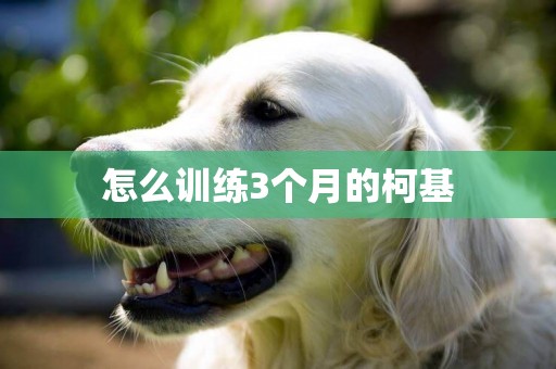 怎么訓練3個月的柯基