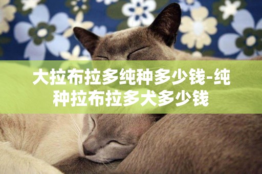 大拉布拉多純種多少錢-純種拉布拉多犬多少錢