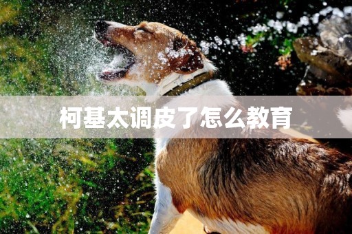 柯基太調皮了怎么教育