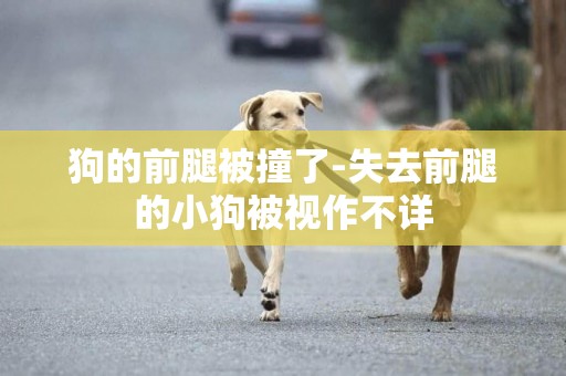 狗的前腿被撞了-失去前腿的小狗被視作不詳