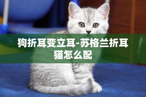 狗折耳變立耳-蘇格蘭折耳貓怎么配
