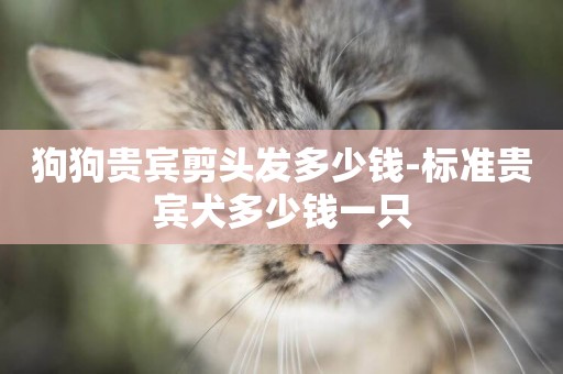 狗狗貴賓剪頭發多少錢-標準貴賓犬多少錢一只