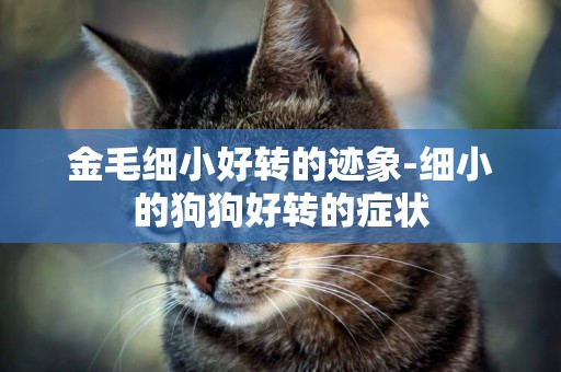 金毛細小好轉的跡象-細小的狗狗好轉的癥狀