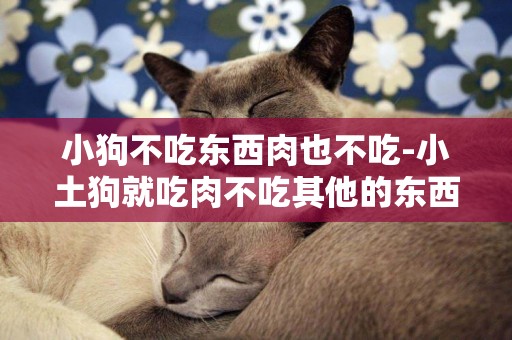 小狗不吃東西肉也不吃-小土狗就吃肉不吃其他的東西