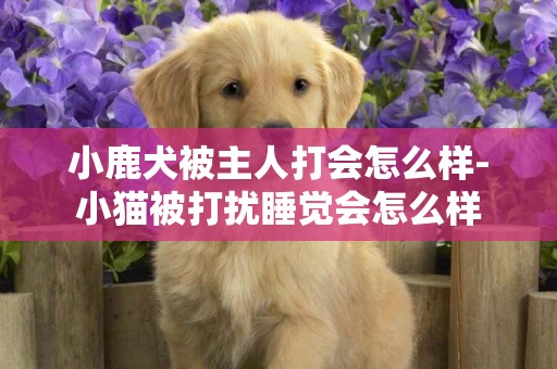 小鹿犬被主人打會怎么樣-小貓被打擾睡覺會怎么樣