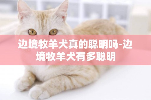 邊境牧羊犬真的聰明嗎-邊境牧羊犬有多聰明