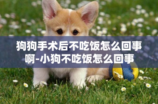 狗狗手術后不吃飯怎么回事啊-小狗不吃飯怎么回事