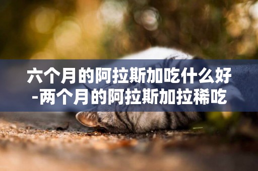六個月的阿拉斯加吃什么好-兩個月的阿拉斯加拉稀吃什么食物