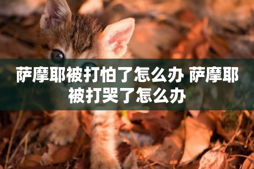 薩摩耶被打怕了怎么辦 薩摩耶被打哭了怎么辦