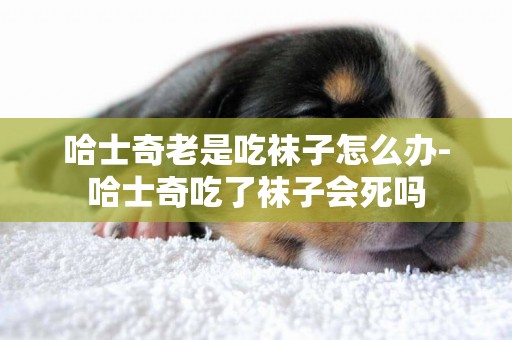 哈士奇老是吃襪子怎么辦-哈士奇吃了襪子會死嗎