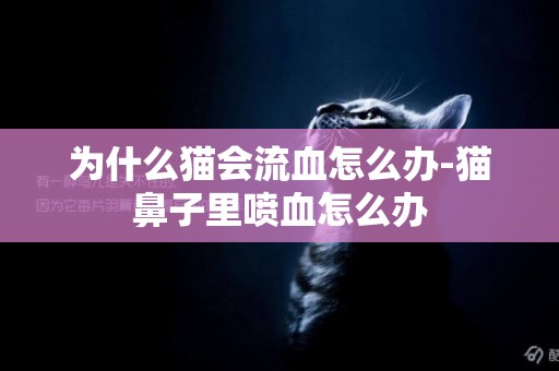 為什么貓會流血怎么辦-貓鼻子里噴血怎么辦