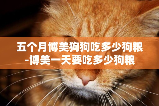 五個月博美狗狗吃多少狗糧-博美一天要吃多少狗糧