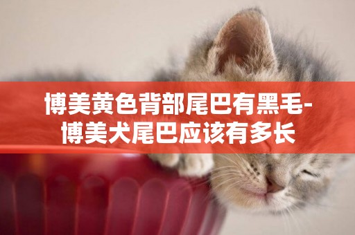 博美黃色背部尾巴有黑毛-博美犬尾巴應該有多長