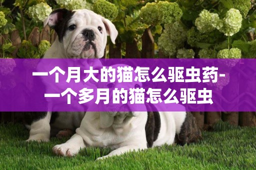 一個月大的貓怎么驅蟲藥-一個多月的貓怎么驅蟲