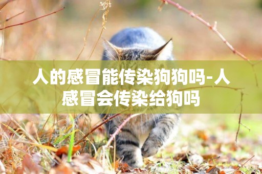 人的感冒能傳染狗狗嗎-人感冒會傳染給狗嗎