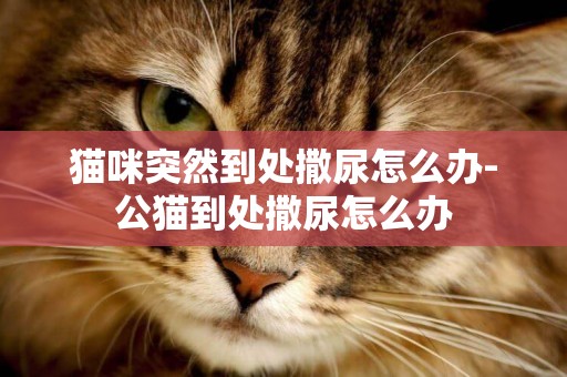 貓咪突然到處撒尿怎么辦-公貓到處撒尿怎么辦
