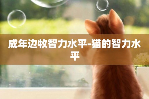 成年邊牧智力水平-貓的智力水平