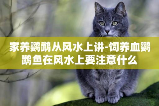 家養鸚鵡從風水上講-飼養血鸚鵡魚在風水上要注意什么