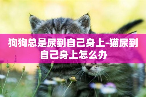 狗狗總是尿到自己身上-貓尿到自己身上怎么辦