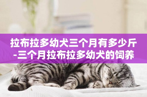 拉布拉多幼犬三個月有多少斤-三個月拉布拉多幼犬的飼養