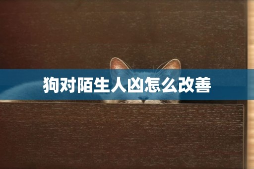 狗對陌生人兇怎么改善