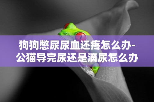 狗狗憋尿尿血還疼怎么辦-公貓導完尿還是滴尿怎么辦