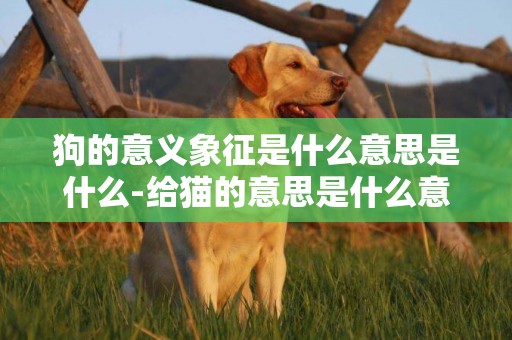 狗的意義象征是什么意思是什么-給貓的意思是什么意思是什么意思