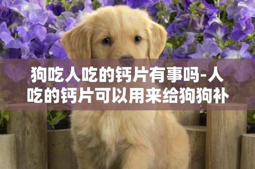 狗吃人吃的鈣片有事嗎-人吃的鈣片可以用來給狗狗補鈣嗎