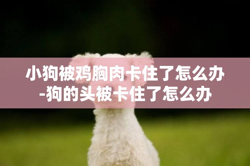 小狗被雞胸肉卡住了怎么辦-狗的頭被卡住了怎么辦