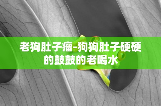 老狗肚子瘤-狗狗肚子硬硬的鼓鼓的老喝水